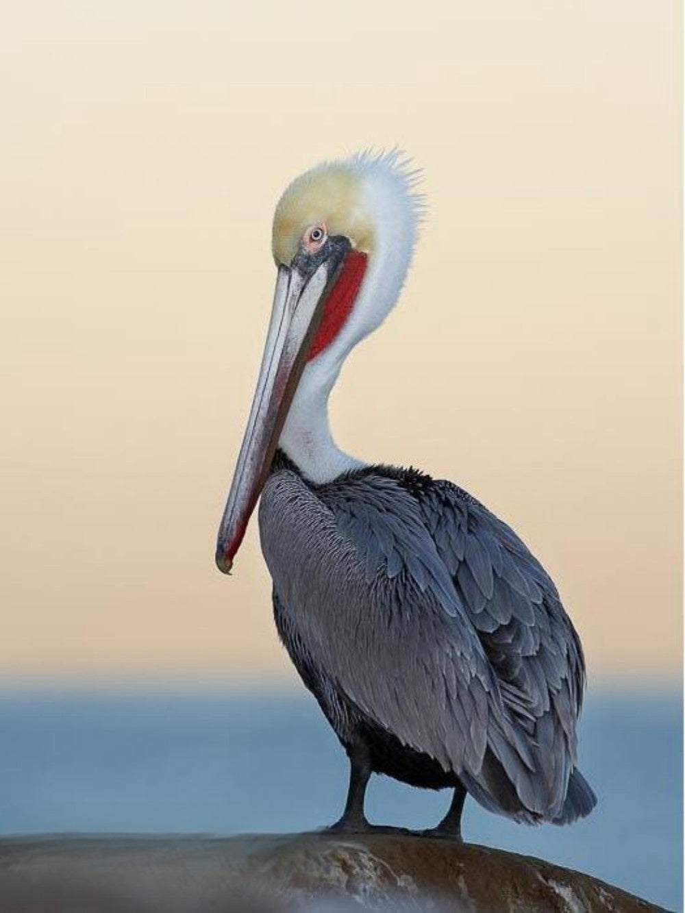 Pelican | Diamond Painting