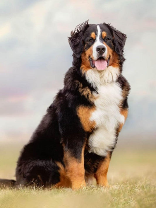 Bernese Mountain Dog | Diamond Painting