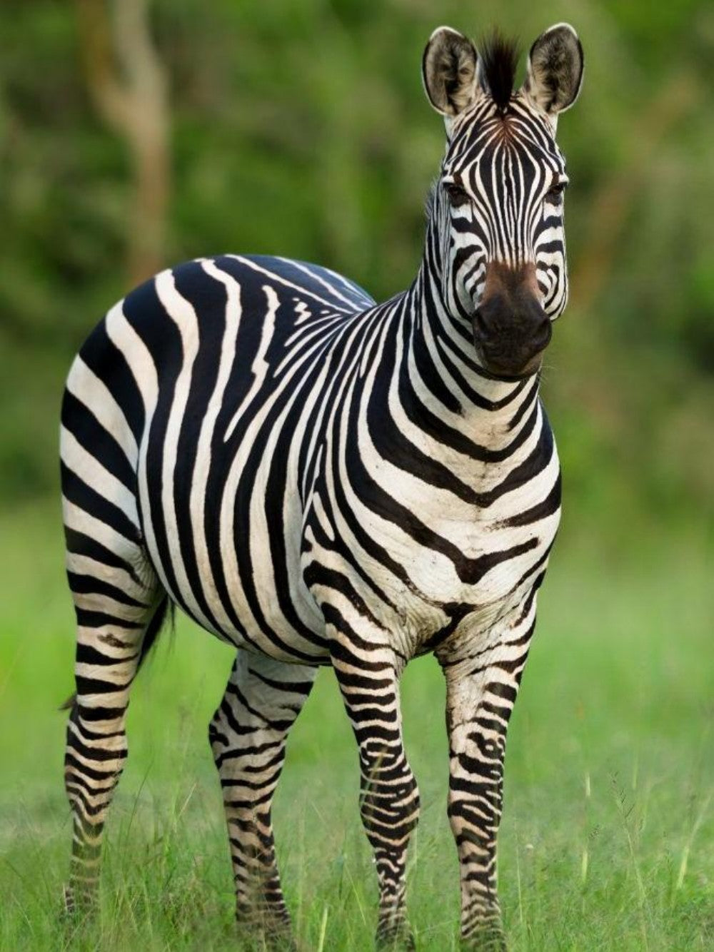 Zebra | Diamond Painting