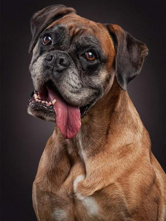 Boxer Dog | Diamond Painting