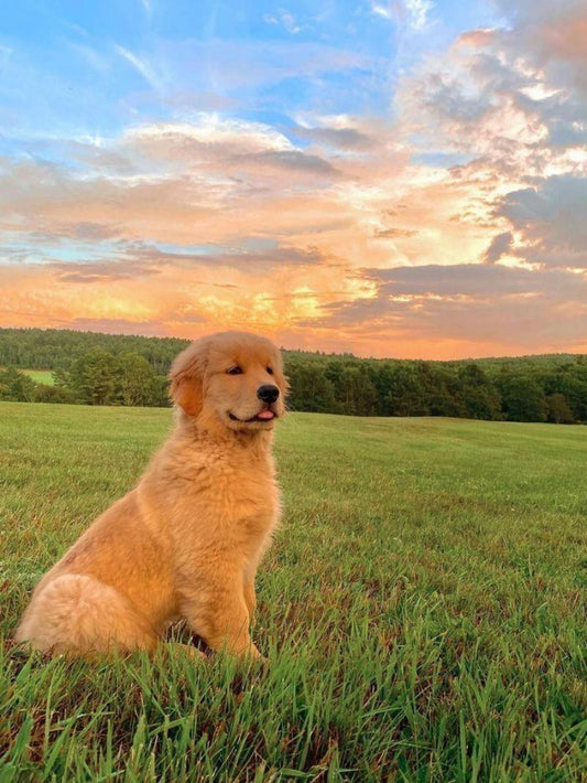 Golden Retriever Dog | Diamond Painting