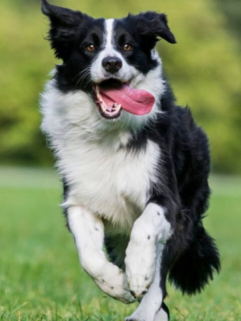 Dog Border Collie | Diamond Painting