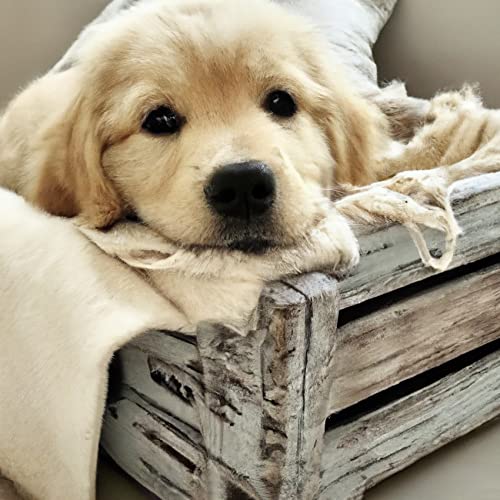 Dog Golden Retriever | Cross Stitch Embroidery
