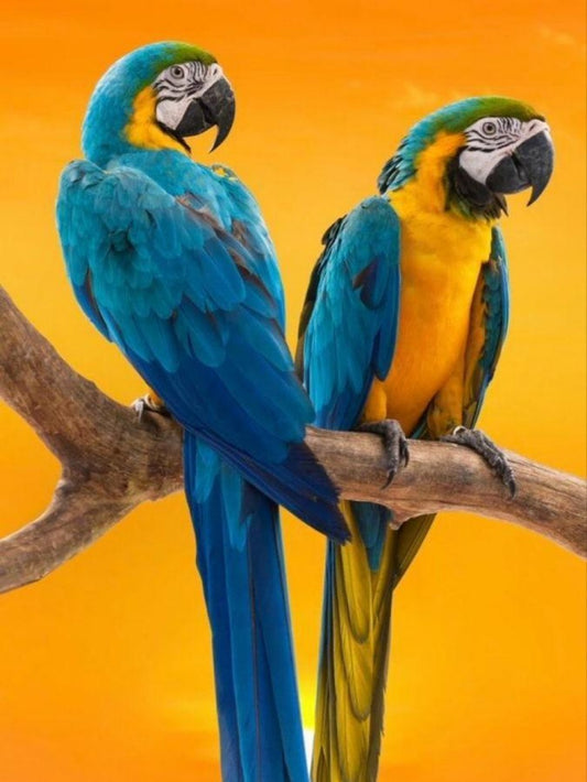 Macaw | Diamond Painting