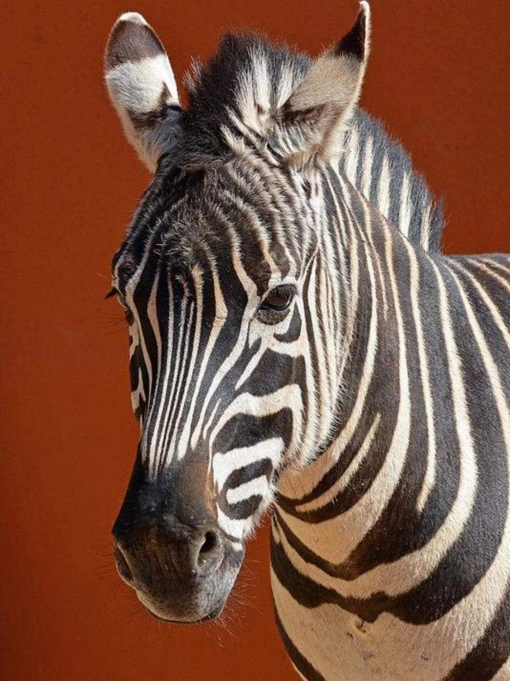 Zebra | Diamond Painting