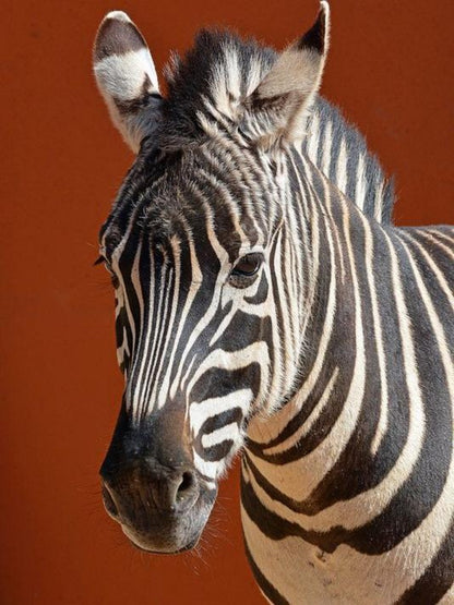 Zebra | Diamond Painting