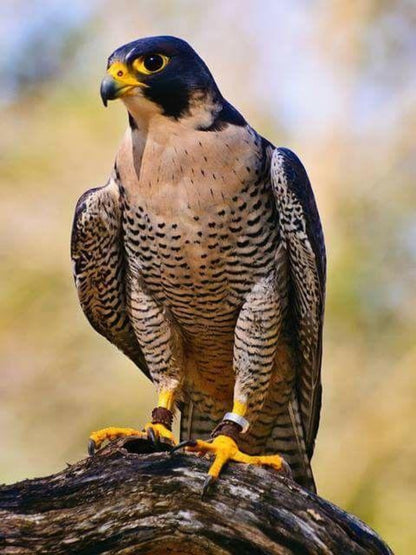 Falcon | Diamond Painting
