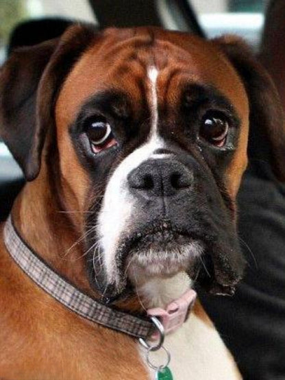 Boxer Dog | Diamond Painting