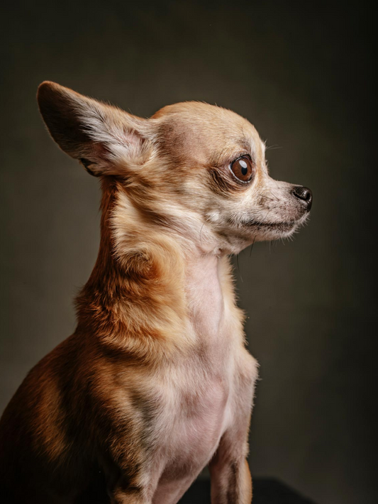 Dog Chihuahua | Diamond Painting