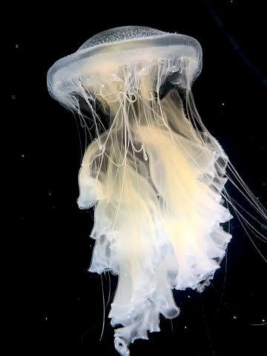 Jellyfish | Diamond Painting