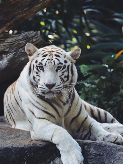 White Tiger | Diamond Painting
