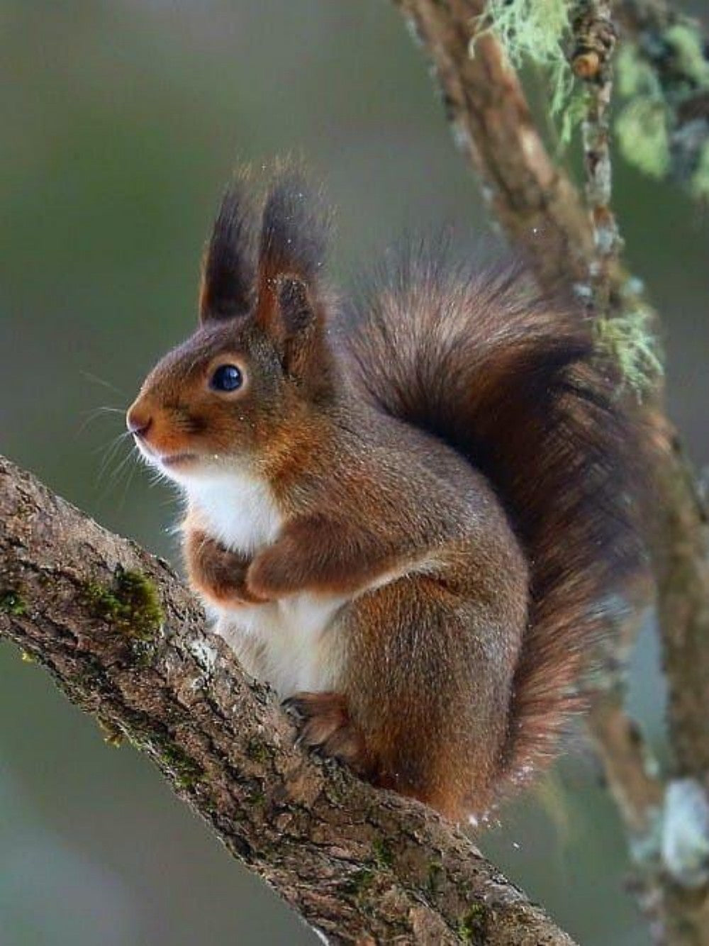 Squirrel | Diamond Painting