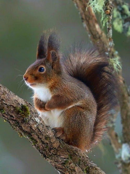 Squirrel | Diamond Painting