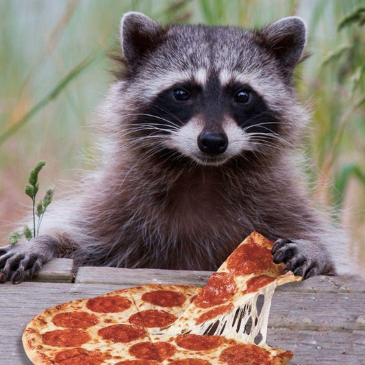 Raccoon | Diamond Painting