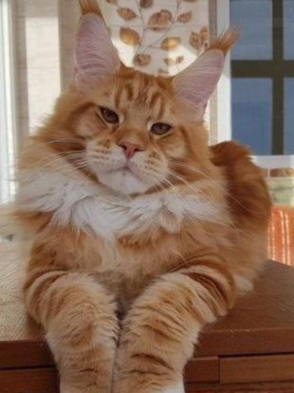 Maine Coon | Diamond Painting