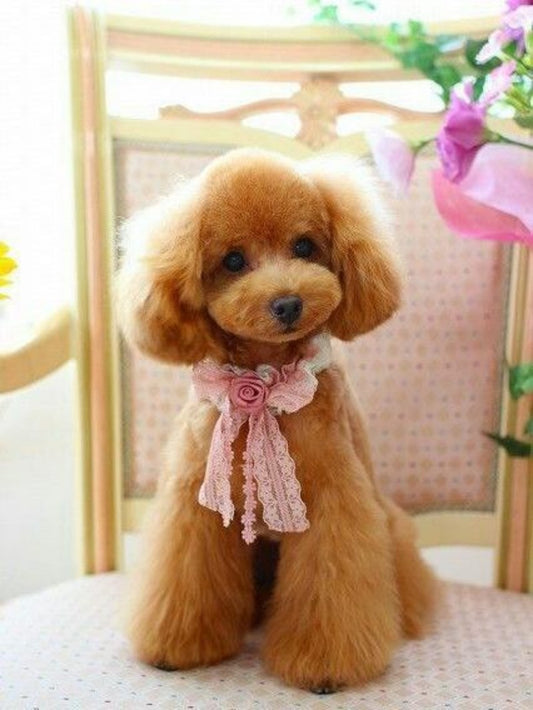 Poodle Dog | Diamond Painting