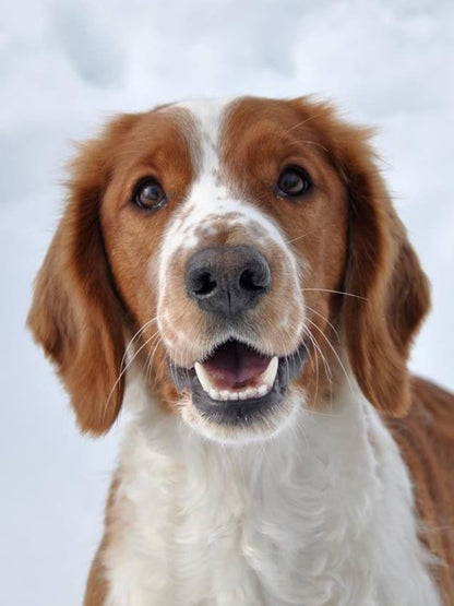Brittany Spaniel Dog | Diamond Painting