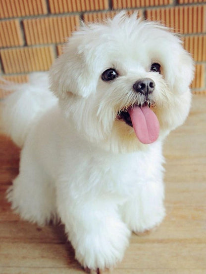 Dog Bichon Frise | Diamond Painting