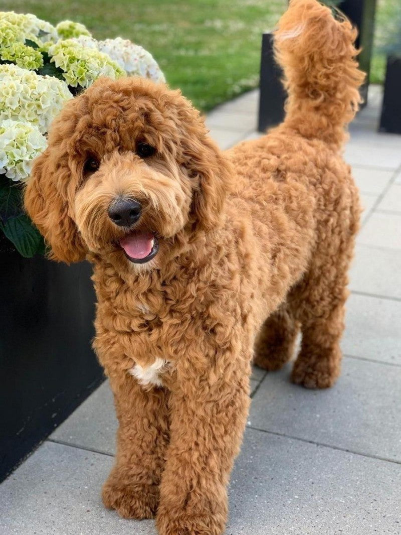 Labradoodle Dog | Diamond Painting