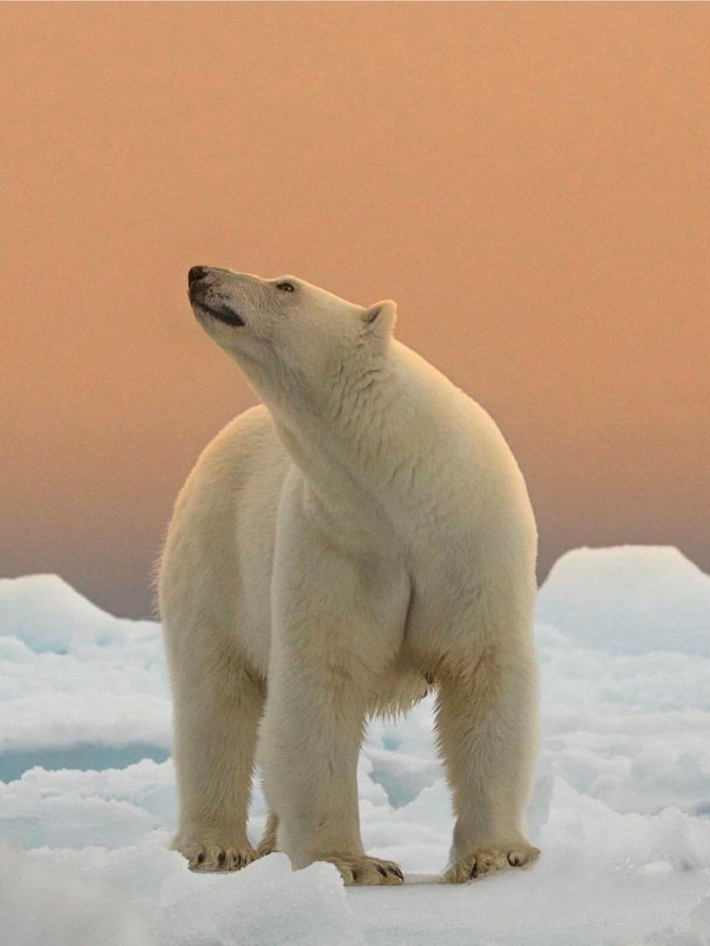 Polar Bear | Diamond Painting