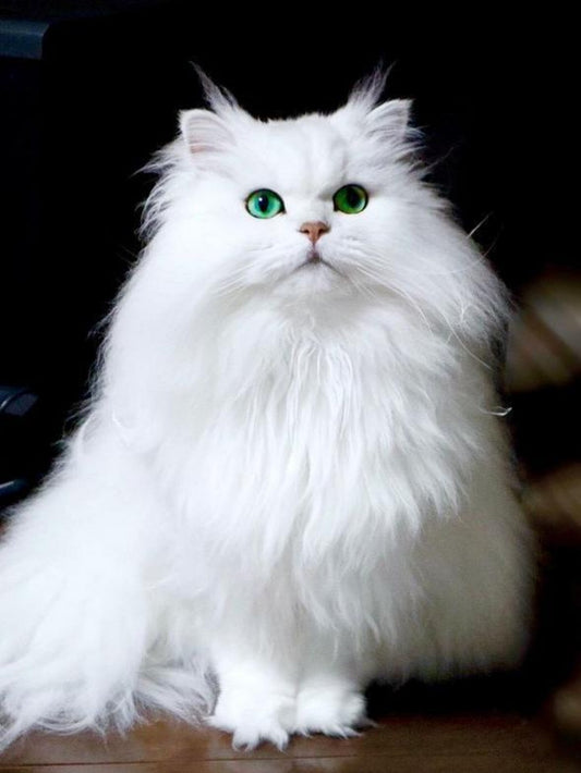 Persian Cat | Diamond Painting