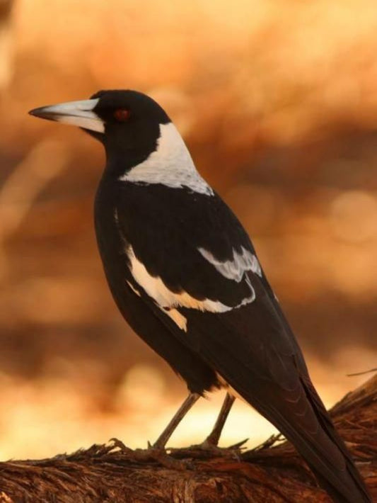 Magpie | Diamond Painting