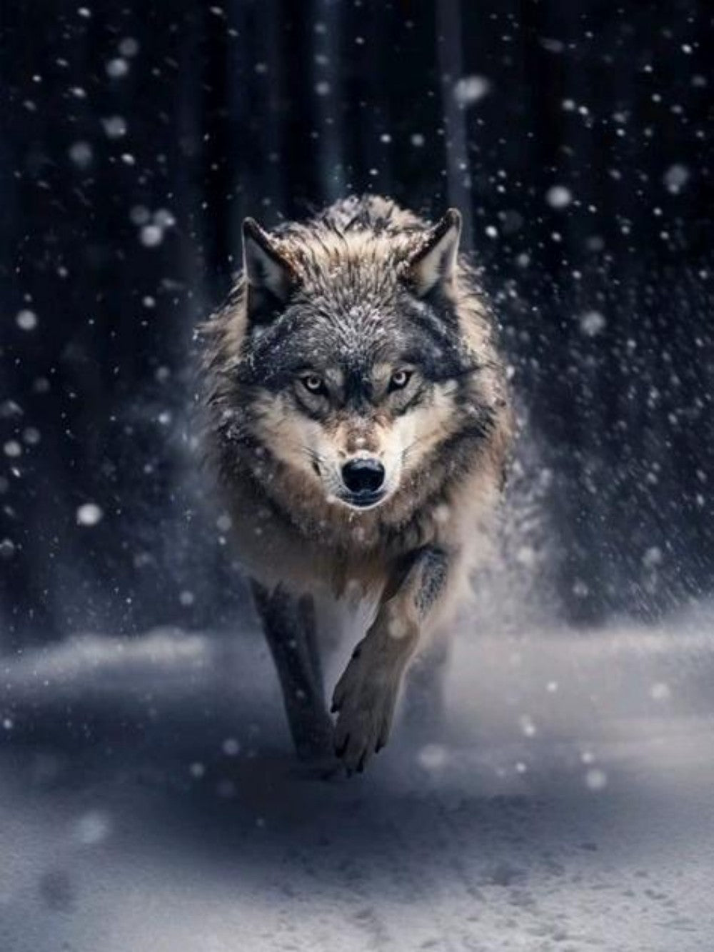 Wolf | Diamond Painting