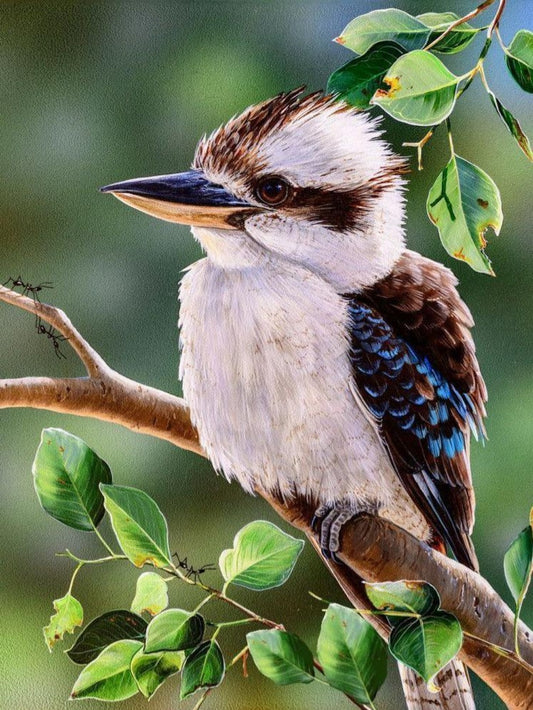 Kookaburra | Diamond Painting