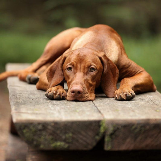 Vizsla Dog | Diamond Painting