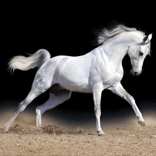 Horse | Diamond Painting