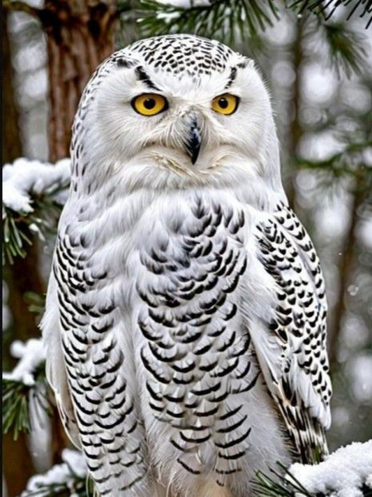 Snowy owl (White Owl) | Diamond Painting