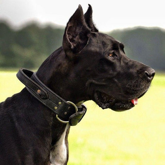 Dog Great Dane | Diamond Painting