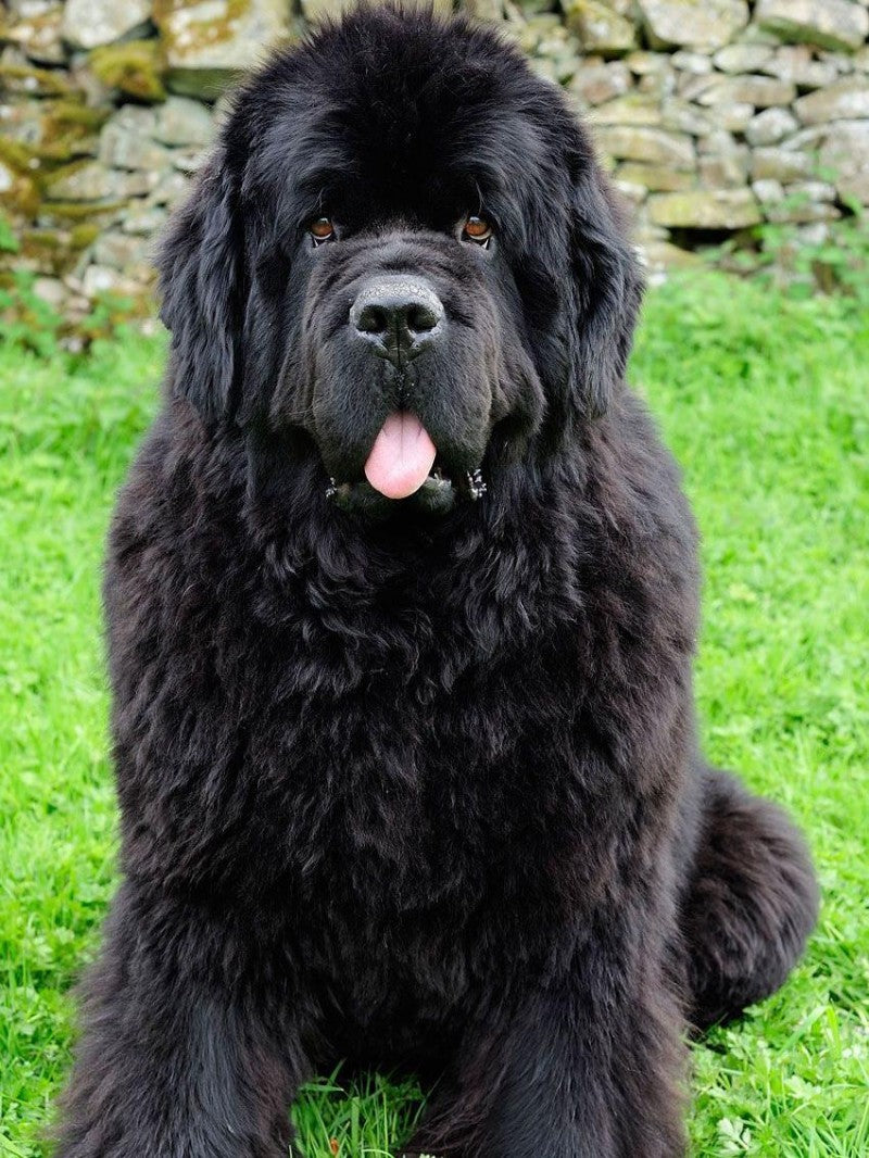 Newfoundland Dog | Diamond Painting