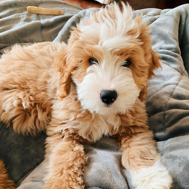 Goldendoodle Dog | Diamond Painting