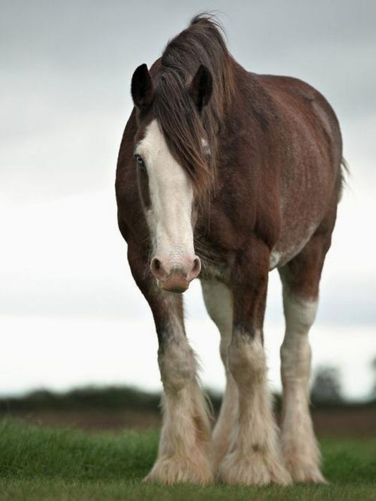 Clydesdale Horse | Diamond Painting