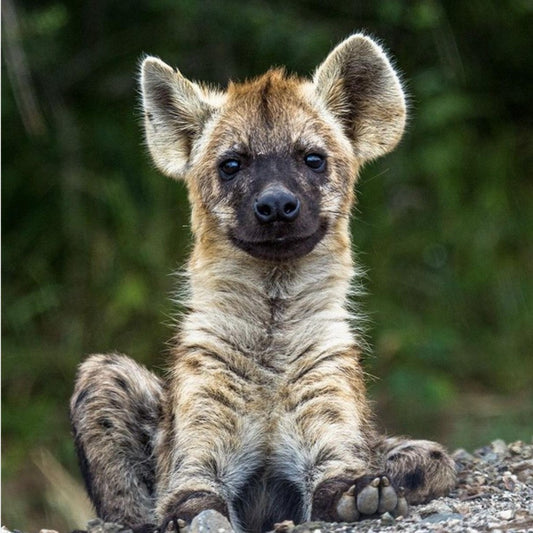 Hyena | Diamond Painting