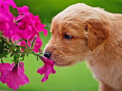 Cottage Garden Dog | Diamond Painting