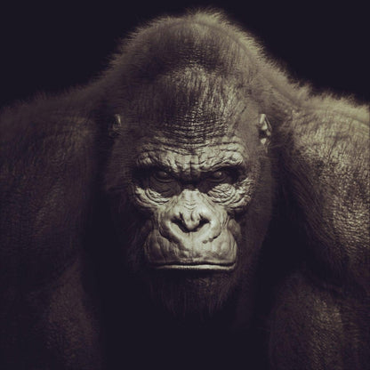 Gorilla | Diamond Painting