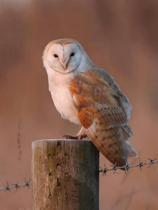 Barn Owl | Diamond Painting