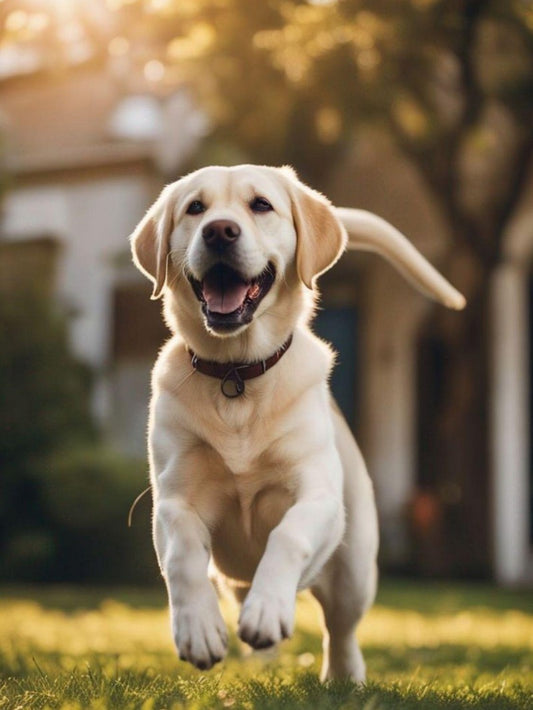 Yellow Labrador Dog | Diamond Painting