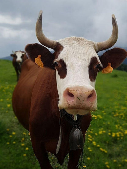 Cow | Diamond Painting