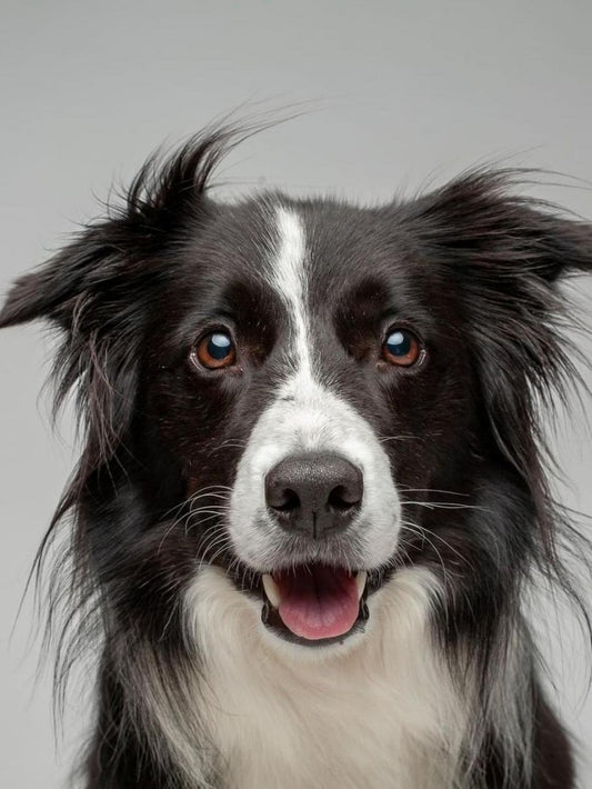 Dog Border Collie | Diamond Painting