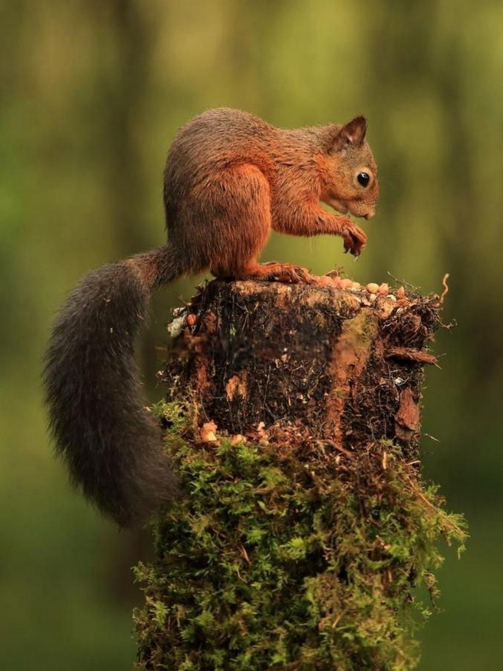 Squirrel | Diamond Painting