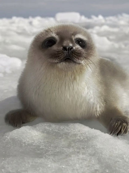 Seal | Diamond Painting