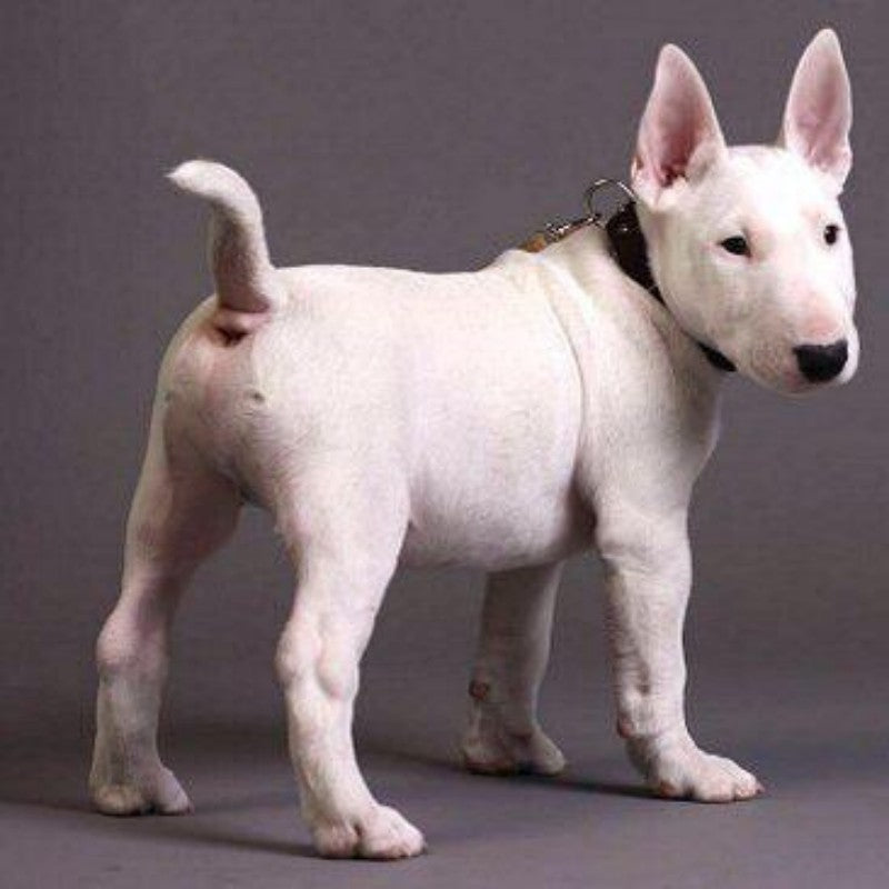 English Bull Terrier Dog | Diamond Painting