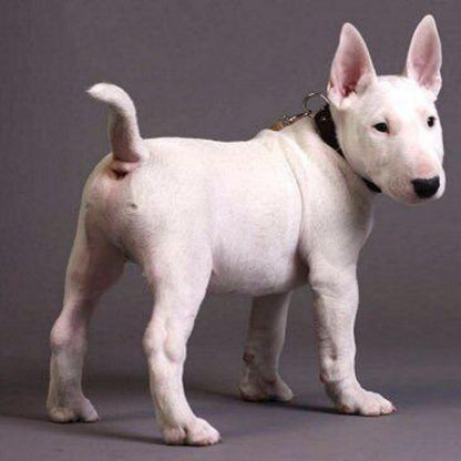 English Bull Terrier Dog | Diamond Painting