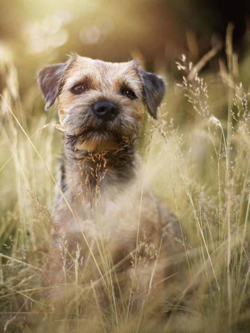 Dog Border Terrier | Diamond Painting