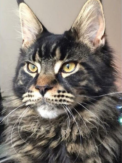 Maine Coon | Diamond Painting