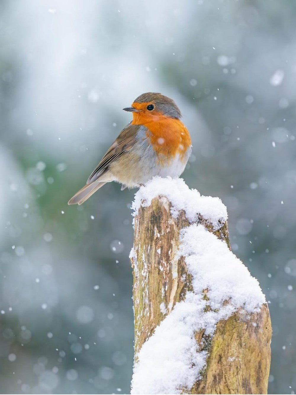 Robin Bird | Diamond Painting