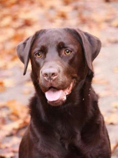 Chocolate Labrador Dog | Diamond Painting